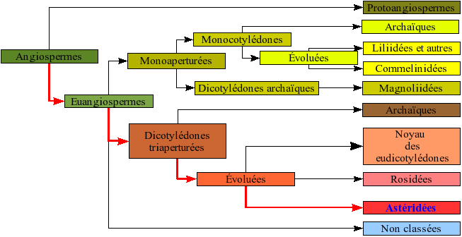 File:Angiospermes arbre9.png