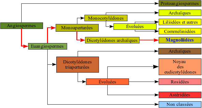 File:Angiospermes arbre5.png