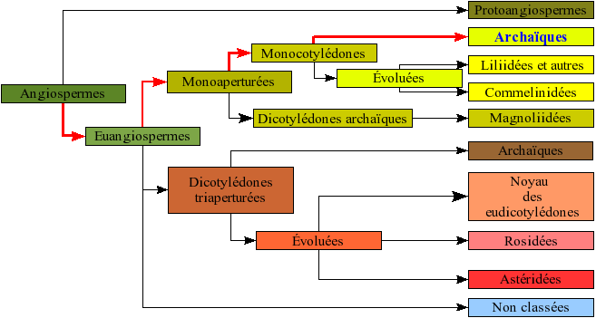 File:Angiospermes arbre2.png