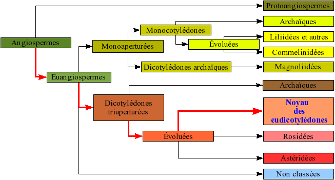 File:Angiospermes arbre7.png