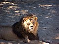 Lion (Panthera leo)