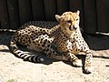 Gepard