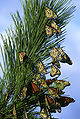 Monarch butterflies in migration.