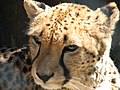 Gepard, ZOO Olomouc