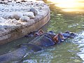 Hippopotames (Hippopotamus amphibius)