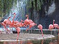 Flamants de Cuba (Phoenicopterus ruber ruber)