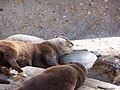 Loutre cendrée (Amblonyx cinerea)