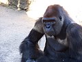 Gorille (Gorilla gorilla)