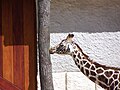 Girafon (Giraffa camelopardalis)