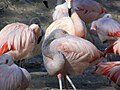 Flamant du Chili (Phoenicopterus chilensis)