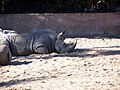 Rhinocéros blanc (Ceratotherium simum)