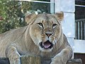 Lionne (Panthera leo)