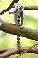 Lemur kata