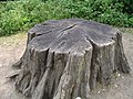 osmwiki:File:Tree stump1 30u06.JPG