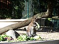 Wallaby de Bennett (Macropus rufogriseus)