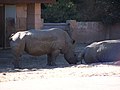 Rhinocéros blanc (Ceratotherium simum)