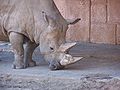 Rhinocéros blanc (Ceratotherium simum)