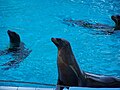 Otaries de Californie (Zalophus californianus)