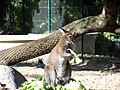 Wallaby de Bennett (Macropus rufogriseus)