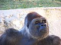 Gorille (Gorilla gorilla)