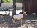 Oryx algazelle (Oryx dammah)