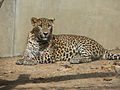 Leopard cejlonský v ZOO Jihlava