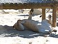 Lionne (Panthera leo)