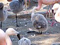 Flamant du Chili (Phoenicopterus chilensis)