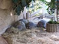 Tortues géantes d'Aldabra (Geochelone gigantea)