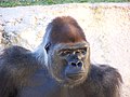 Gorille (Gorilla gorilla)