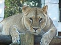 Lionne (Panthera leo)