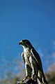 Peregrine falcon.