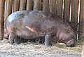 Hrošík liberijský, ZOO Jihlava