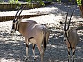 Oryx beïsa (Oryx beisa)