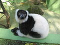 Lemur vari, ZOO Olomouc