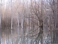 Photographie de la crue de la Charente en mars 2006