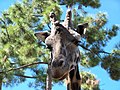 Girafe (Giraffa camelopardalis)