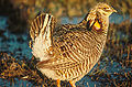 Attwater's Prairie chicken.