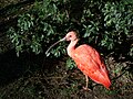 Ibis rouge (Eudocimus ruber)