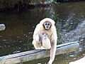 Gibbon à mains blanches (Hylobates lar)