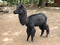 Lama alpaka, ZOO Olomouc