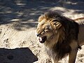 Lion (Panthera leo)