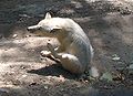 Vlk kanadský, ZOO Olomouc