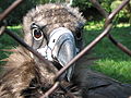 Sup hnědý, ZOO Olomouc