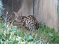 Serval, ZOO Jihlava