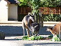 Kangourous roux (Macropus rufus)