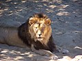 Lion (Panthera leo)