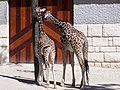 Girafons (Giraffa camelopardalis)