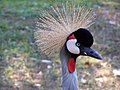 Grue couronnée grise (Balearica regulorum)