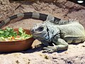 Iguane vert (Iguana iguana)